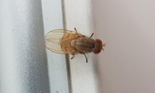 Minettia sp.
